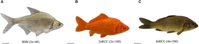 Sox Gene Family Revealed Genetic Variations in Autotetraploid Carassius auratus